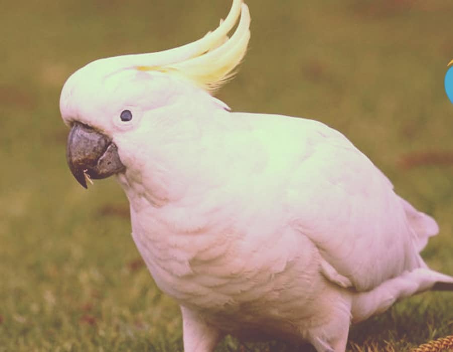 Cacatua