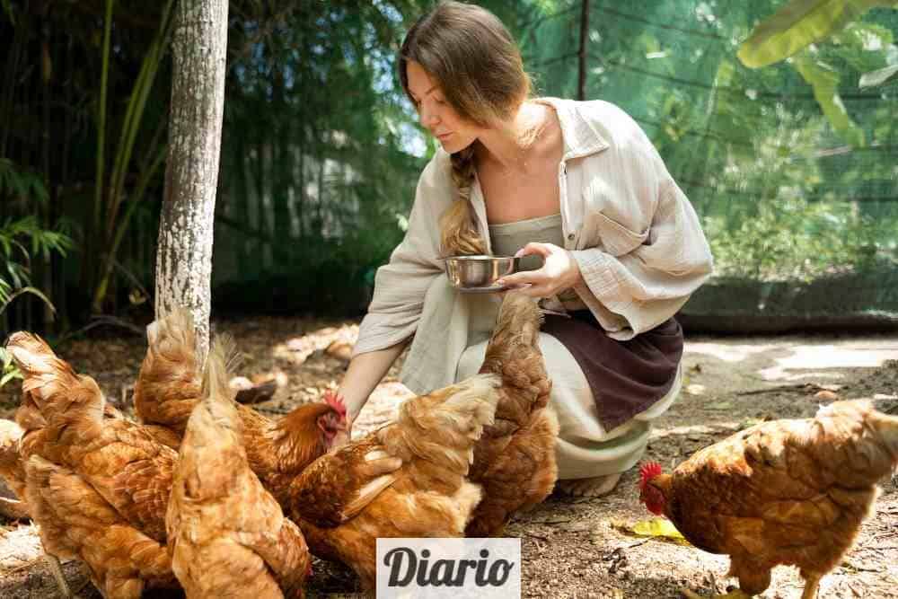 Mujer alimentando gallinas
