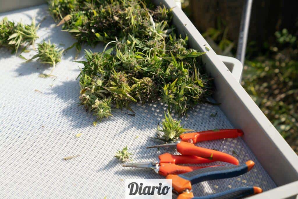 ¿Qué es el CBD?