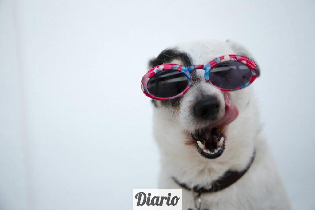 Close-Up Photo of Dog Wearing Sunglasses
