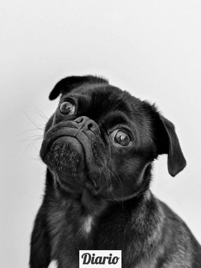 Portrait Photo of an Adult Black Pug