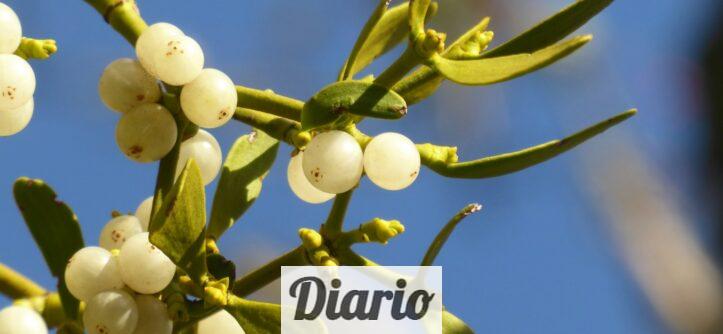 El origen de la tradición del muérdago