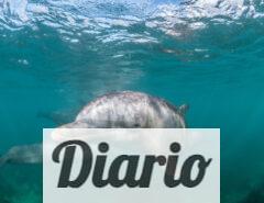 delfin