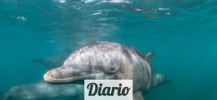 delfin