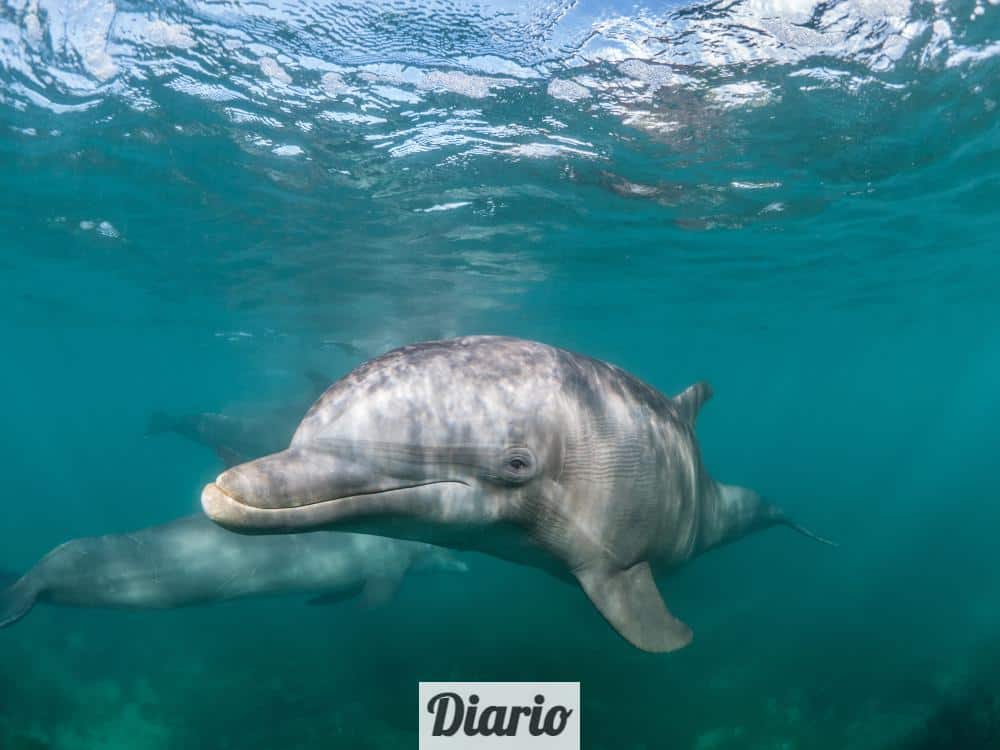 delfin